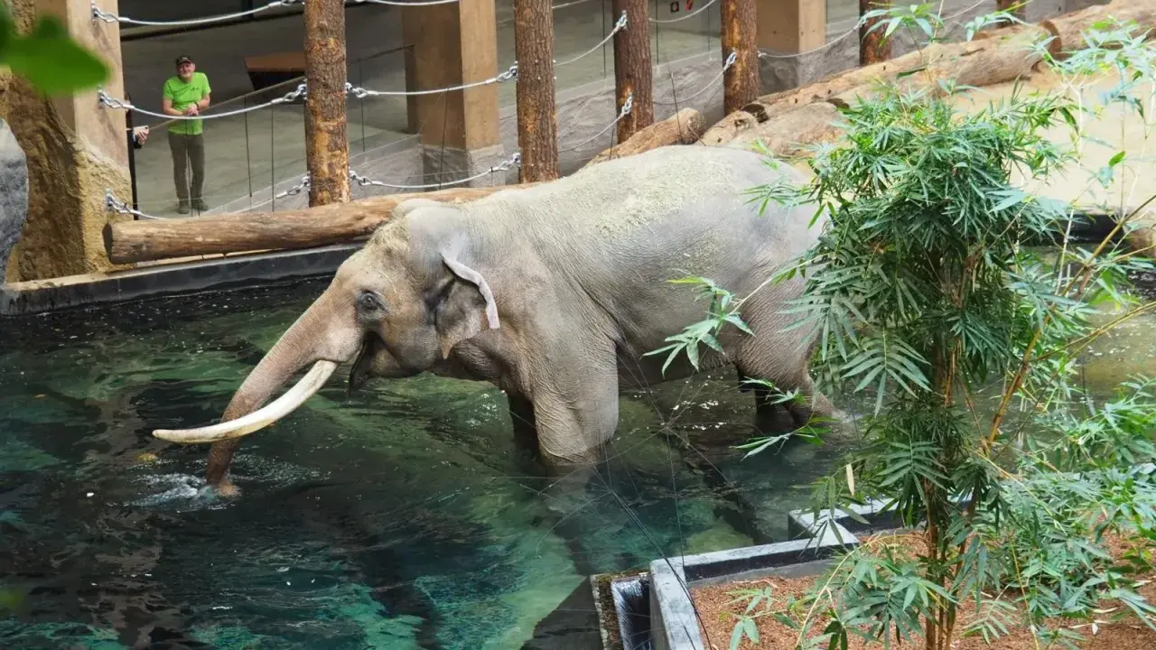 Orientarium ZOO Łódź: Cennik, godziny, rekiny i słonie