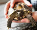Mały żółw lądowy w dłoniach. Zastanawiasz się, gdzie można kupić żółwia lądowego?