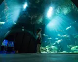 Ozeaneum Stralsund bilety: Kup online, omiń kolejki i oszczędź!