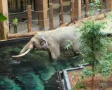Orientarium ZOO Łódź: Cennik, godziny, rekiny i słonie