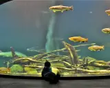 Ozeaneum Stralsund: Opinie, bilety, dojazd. Czy warto jechać?