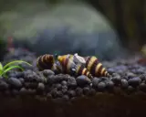 Plaga ślimaków w akwarium? Wybierz ryby i pozbądź się problemu!