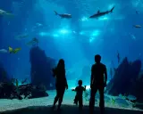 Które oceanarium nad Bałtykiem wybrać? Największe i najlepsze