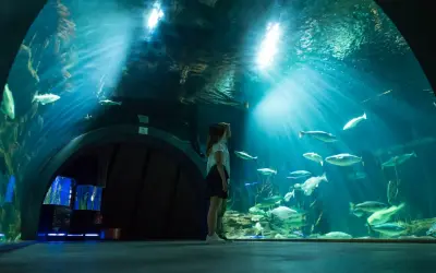 Ozeaneum Stralsund bilety: Kup online, omiń kolejki i oszczędź!