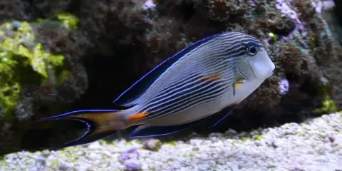 Oceanarium Jastrzębia Góra: Wielka atrakcja czy pułapka?