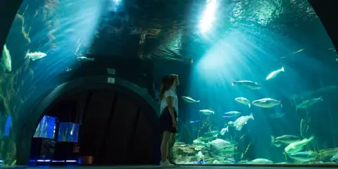 Ozeaneum Stralsund bilety: Kup online, omiń kolejki i oszczędź!