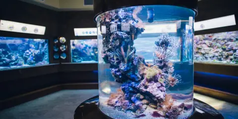 Oceanarium w Gdańsku? Odkryj Akwarium Gdyńskie! Ceny, dojazd