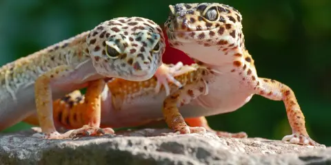 Ile żyje gekon? To więcej niż myślisz! Zadbaj o długie lata