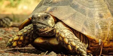 Żółw grecki: ile żyje i jak zapewnić mu 100 lat zdrowia?