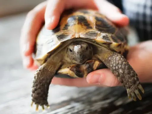 Mały żółw lądowy w dłoniach. Zastanawiasz się, gdzie można kupić żółwia lądowego?