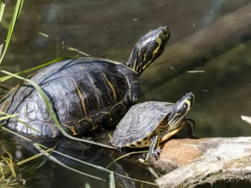 Dwa żółwie wodne, jeden większy, drugi mniejszy, siedzą na pniu w wodzie.