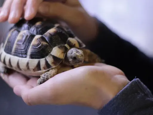 Ile żyją żółwie? Czy Twój pupil Cię przeżyje? Sprawdź!