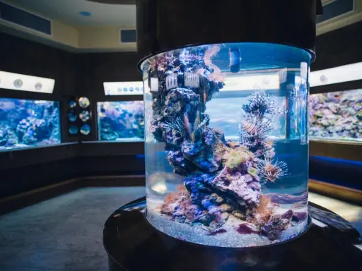 Oceanarium w Gdańsku? Odkryj Akwarium Gdyńskie! Ceny, dojazd