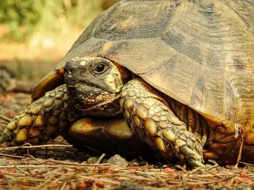 Żółw grecki: ile żyje i jak zapewnić mu 100 lat zdrowia?