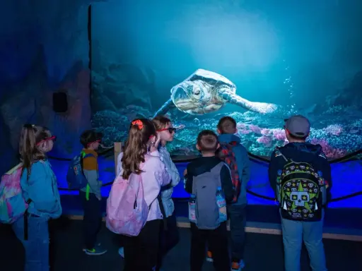 Oceanarium Blue City? Poznaj World of Reptiles największą wystawę!