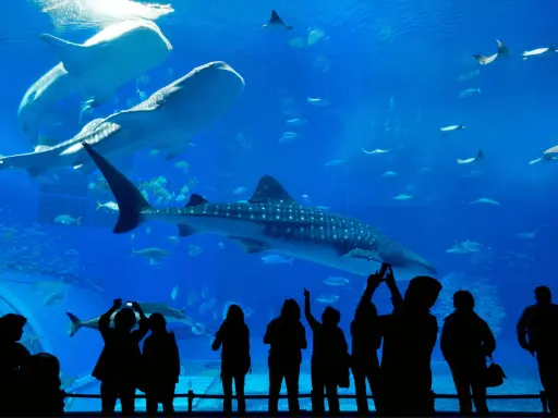 Największe oceanarium w Krakowie? Rozwiewamy mit i wskazujemy gigantów