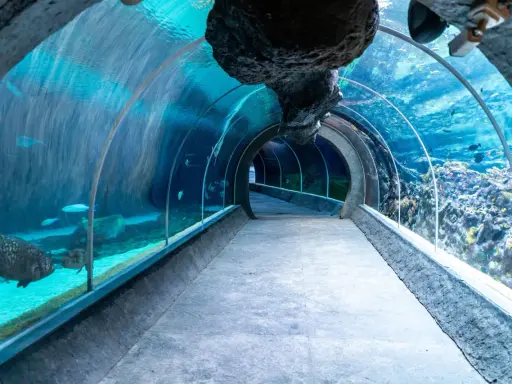 Oceanarium w Łodzi? Odkryj Orientarium ZOO: Tunel, Ceny, Dojazd