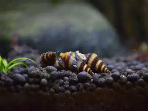 Plaga ślimaków w akwarium? Wybierz ryby i pozbądź się problemu!