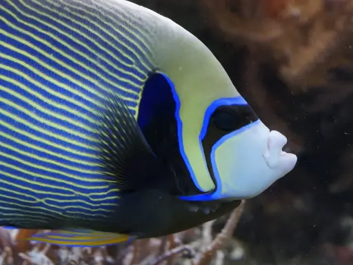 Zbliżenie na głowę ryby akwariowej z niebiesko-żółtymi pasami i niebieską obwódką wokół oka.