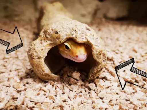 Gekon leopardzi wychyla głowę z kryjówki na tle żwirku.