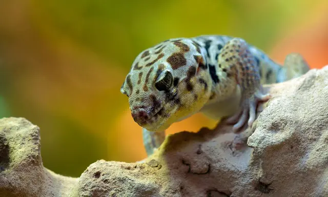 Gekon lamparci z cętkowanym wzorem na skórze siedzi na kamieniu.