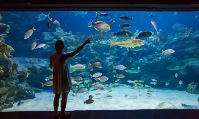Oceanaria nad Bałtykiem: Porównanie, ceny, co warto zobaczyć?