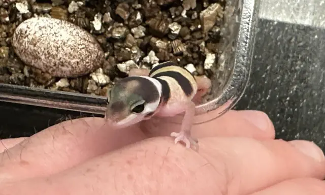Mały gekon w paski siedzi na dłoni obok jaja w terrarium.
