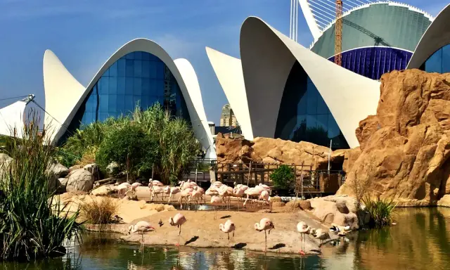 Największe oceanarium Europy? Oceanogràfic Walencja Twój przewodnik