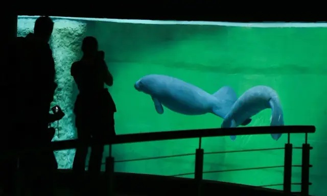 Afrykarium Wrocław: Bilety, ceny, godziny. Jak uniknąć kolejek?