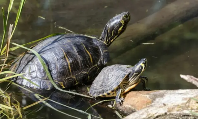 Dwa żółwie wodne, jeden większy, drugi mniejszy, siedzą na pniu w wodzie.
