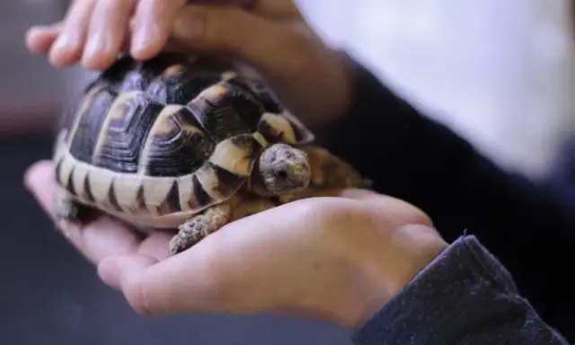 Ile żyją żółwie? Czy Twój pupil Cię przeżyje? Sprawdź!