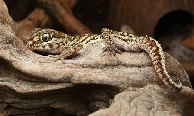 Ile kosztuje gekon madagaskarski? Pełny przewodnik finansowy