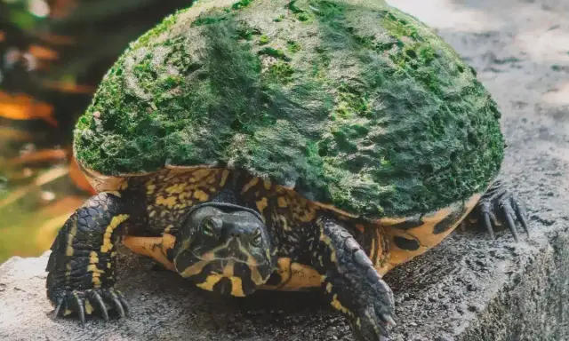 Żółw się nie rusza? Sprawdź, czy hibernuje, choruje, czy nie żyje