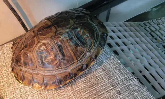 Twój żółw rośnie? Tempo wzrostu i klucz do zdrowego pancerza