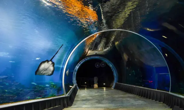 Afrykarium Wrocław: Rekiny, tunel, karmienie planuj wizytę!