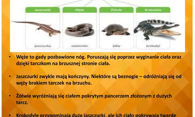 Żółw: Gad czy płaz? Poznaj 4 kluczowe różnice!