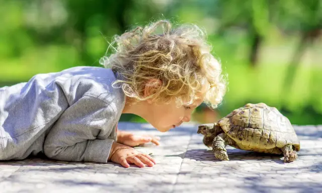 Dziecko z kręconymi blond włosami pochyla się nad żółwiem na zewnątrz.