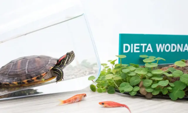 Co jedzą żółwie? Dieta lądowych i wodnych klucz do zdrowia