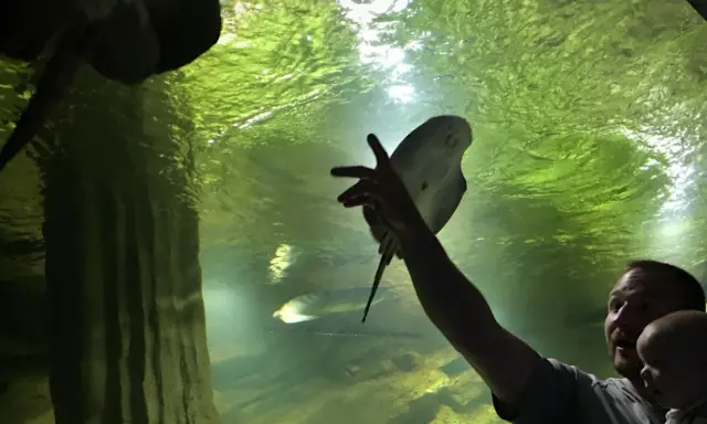 Ojciec z dzieckiem w restauracji oceanarium Międzyzdroje podziwiają płaszczkę.