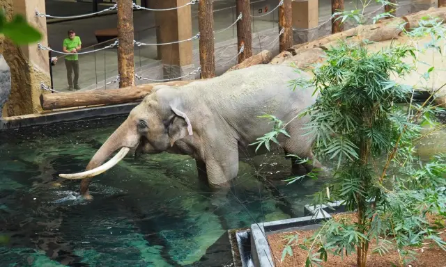 Orientarium ZOO Łódź: Cennik, godziny, rekiny i słonie