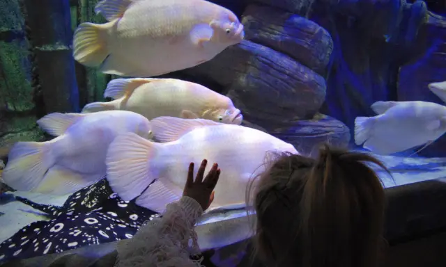 Oceanarium Międzyzdroje: Opinie, Ceny. Czy warto wydać 90 zł?