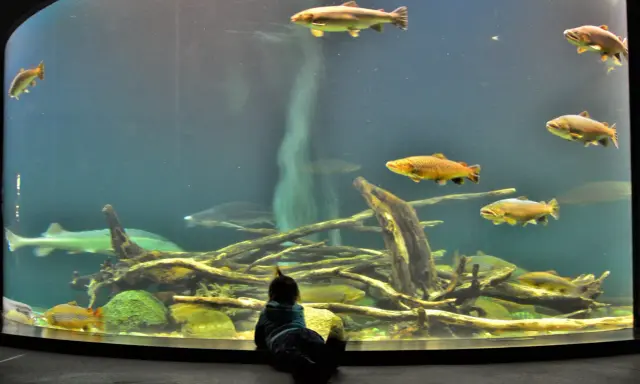 Ozeaneum Stralsund: Opinie, bilety, dojazd. Czy warto jechać?