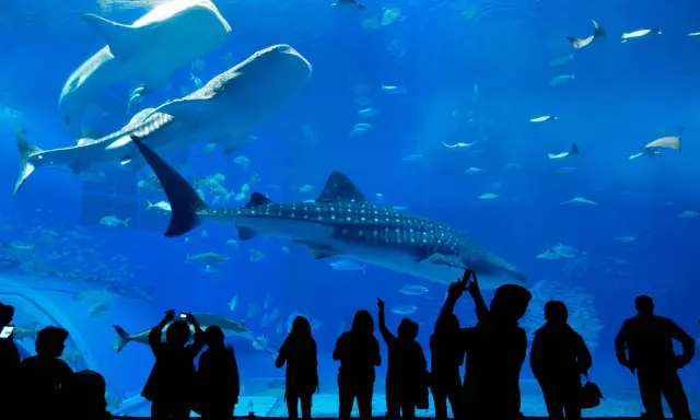 Największe oceanarium w Krakowie? Rozwiewamy mit i wskazujemy gigantów