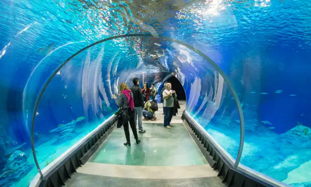 Afrykarium a oceanarium: Nie są synonimami! Poznaj różnice