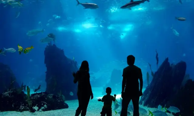 Które oceanarium nad Bałtykiem wybrać? Największe i najlepsze