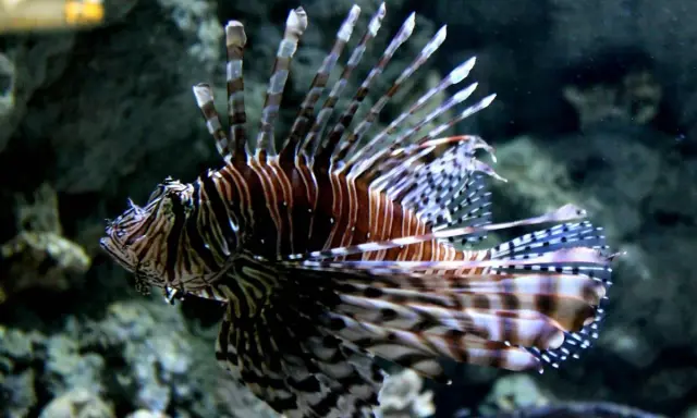 Oceanarium Niechorze: Czy warto? Opinie, ceny, porady